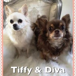 Diva und Tiffy