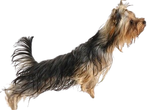 b_yorki-schnell-removebg-preview.png
