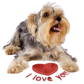 yorky_danke-removebg-preview.png