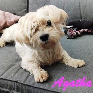 Agatha