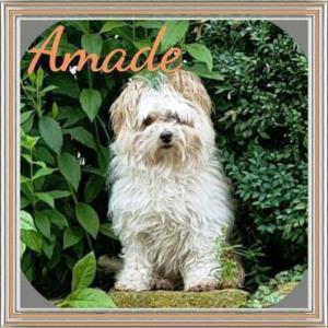 Amade