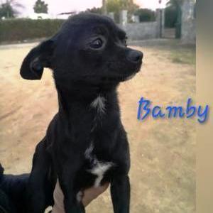 Bamby