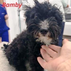 Bamby