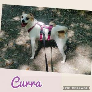  Curra