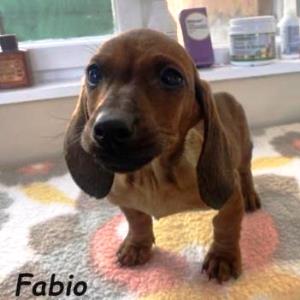 Fabio