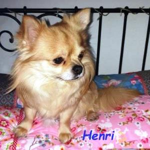 Henri