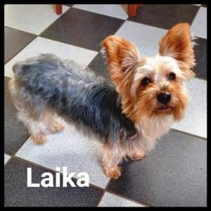 Laika