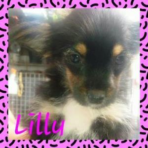 Lilly