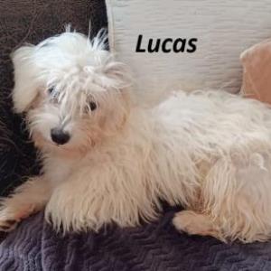 Lucas