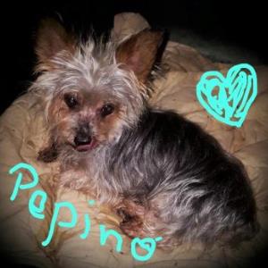 Pepino