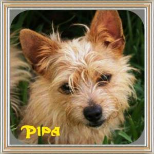 Pipa