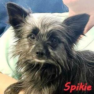 Spikie_2