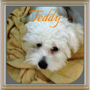 Teddy