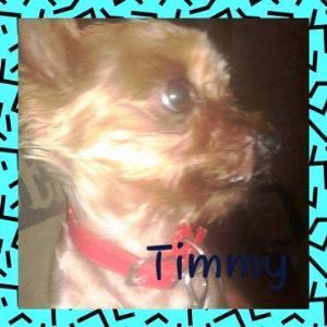 Timmi