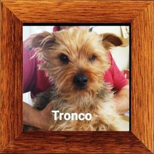 Tronco