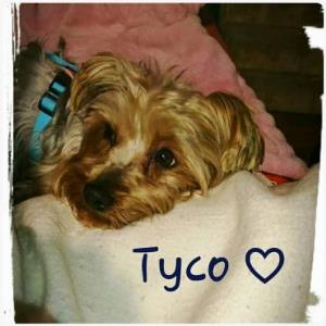 Tyco