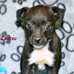 Zsuzsu